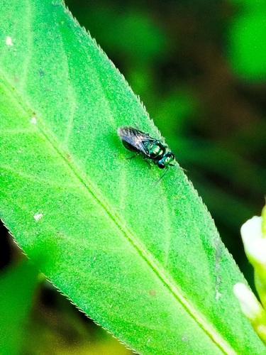 Pseudomalus pusillus