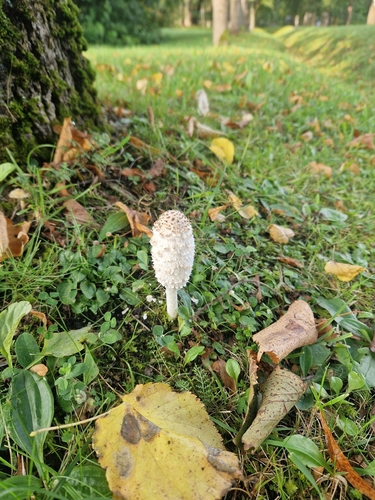 Shaggy Mane