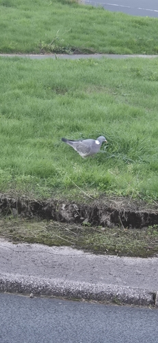 Common Wood-Pigeon