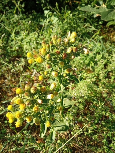 Ploughman's-spikenard