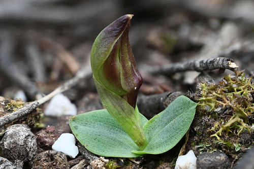 large bird-orchid