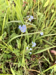 Myosotis nemorosa