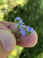 Myosotis nemorosa