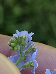 Myosotis nemorosa