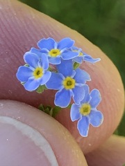 Myosotis nemorosa