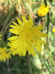 Pilosella lactucella