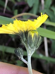 Pilosella lactucella