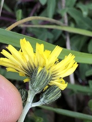 Pilosella lactucella