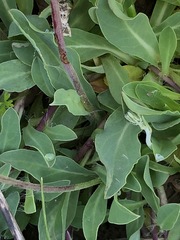 Pilosella lactucella