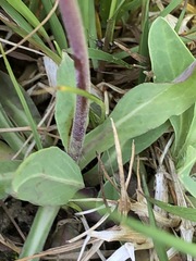 Pilosella lactucella