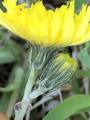 Pilosella lactucella