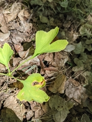 Ginkgo biloba