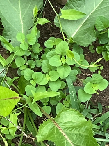 common selfheal