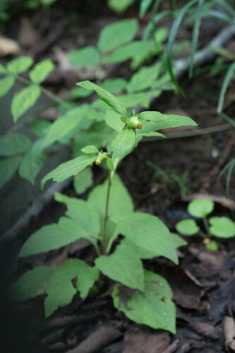 Carpesium divaricatum observed 2026-09-15