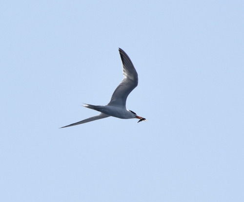 Lesser Crested Tern