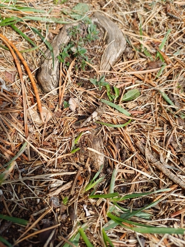 Blue-winged Grasshopper