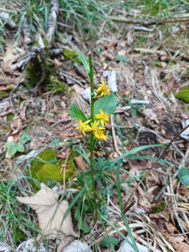 European goldenrod