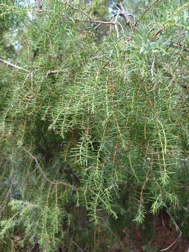 common juniper