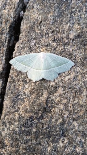 Light Emerald