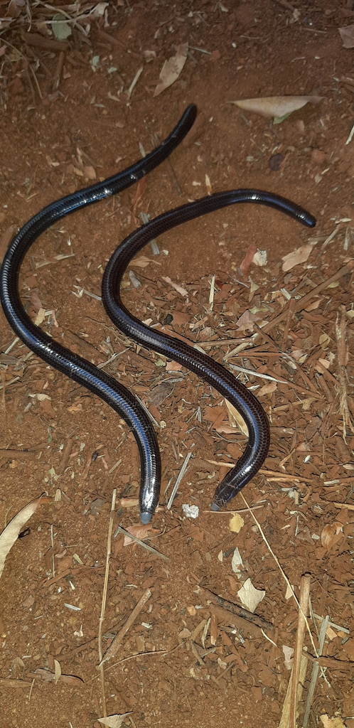 Cregoi's Legless Skink