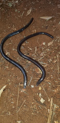 Cregoe's Legless Skink photo 2
