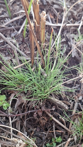 Agrostis canina observed 2026-09-15