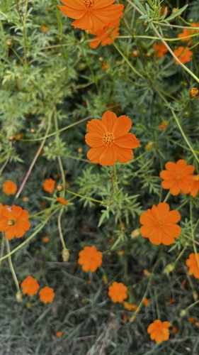 Yellow Cosmos