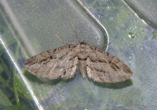 Cypress Pug