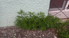 Artemisia vulgaris kamtschatica