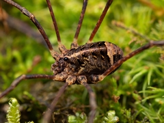Leiobunum maximum distinctum