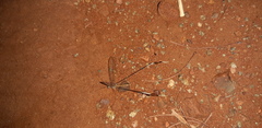 Nemopteridae