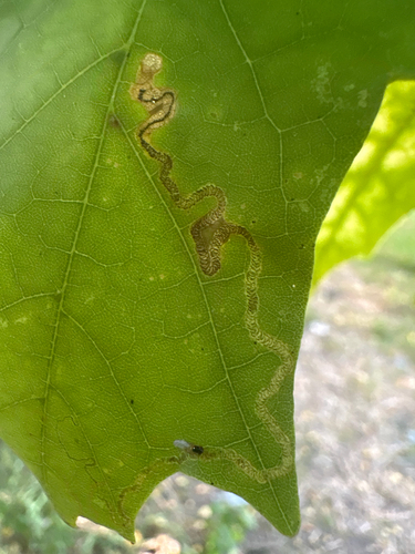 Scarce Maple Pigmy