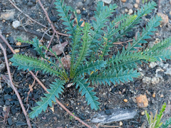 Banksia dallanneyi, photograph (c) Carmon, some rights reserved (CC BY-SA)