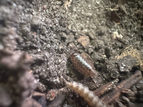 Common Striped Woodlouse