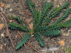 Banksia dallanneyi
