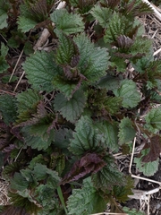 Urtica platyphylla