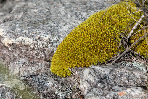 Syrrhopodon observed 2026-09-05
