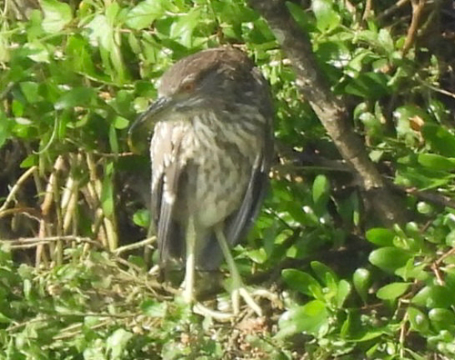 Black-crowned Night Heron