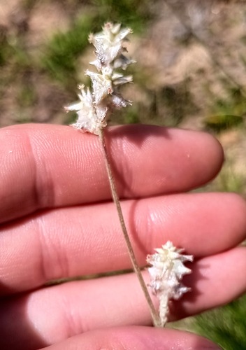 Froelichia floridana, photograph 5
