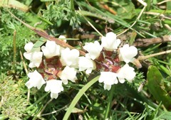 Prunella laciniata