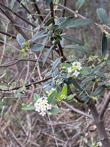Cherry riceflower