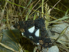 Catephia alchymista