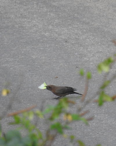Brown Rock Chat