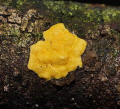 Trichoderma victoriense