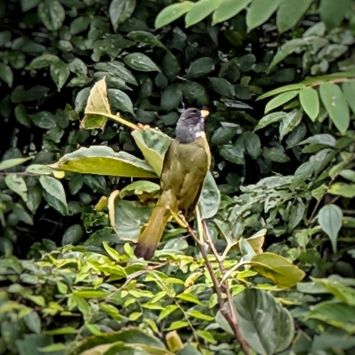 Collared Finchbill