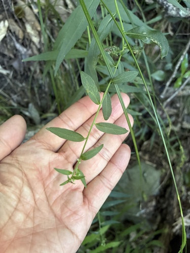 Aster taiwanensis observed 2026-09-16