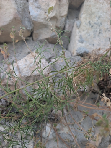 Spanish snapdragon