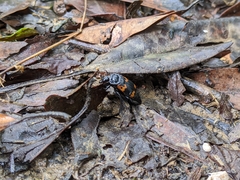 Nicrophorus nepalensis