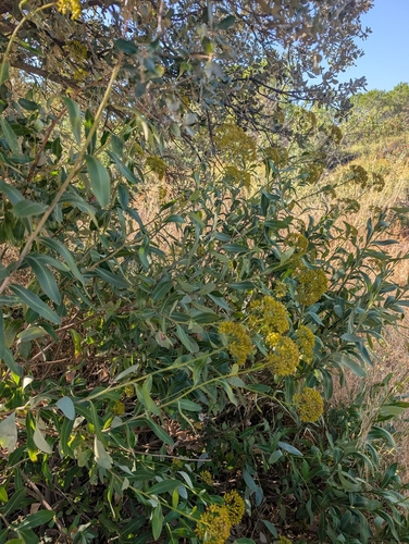 Shrubby Hare's-ear