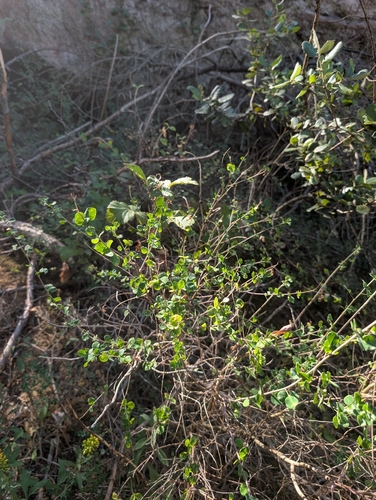 Sessile-leaved Broom